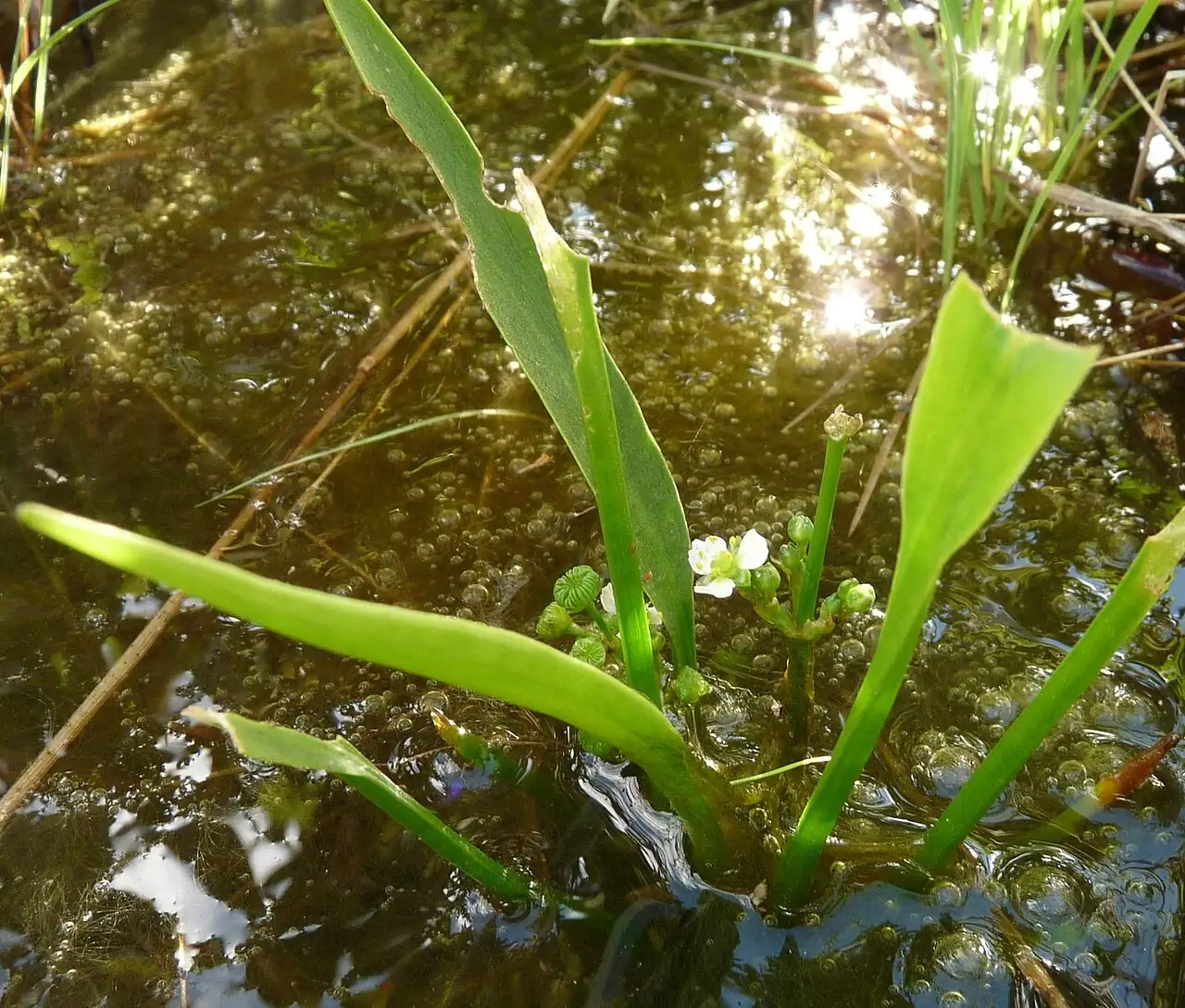 窄叶泽泻 (Alisma canaliculatum) — 更多视角