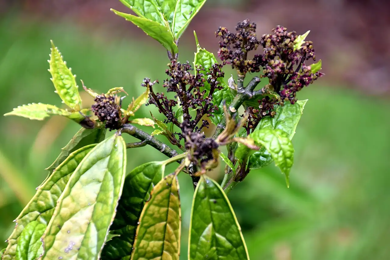 桃叶珊瑚 (Aucuba chinensis) — 主图