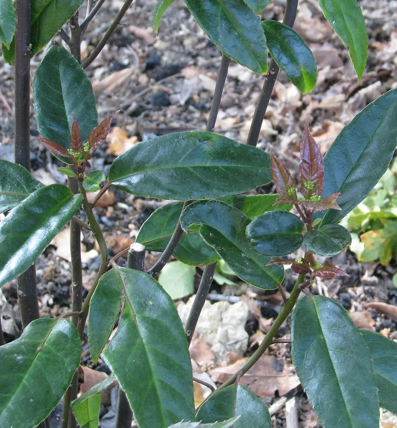 桃叶珊瑚 (Aucuba chinensis) — 更多视角