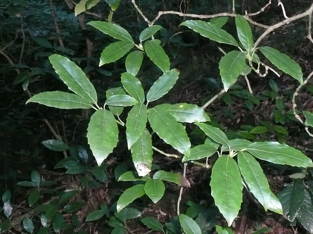桃叶珊瑚 (Aucuba chinensis) — 更多视角