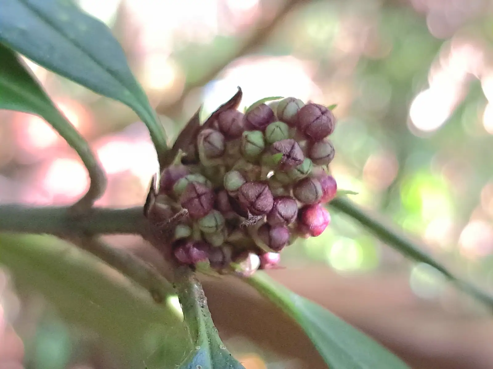桃叶珊瑚 (Aucuba chinensis) — 更多视角