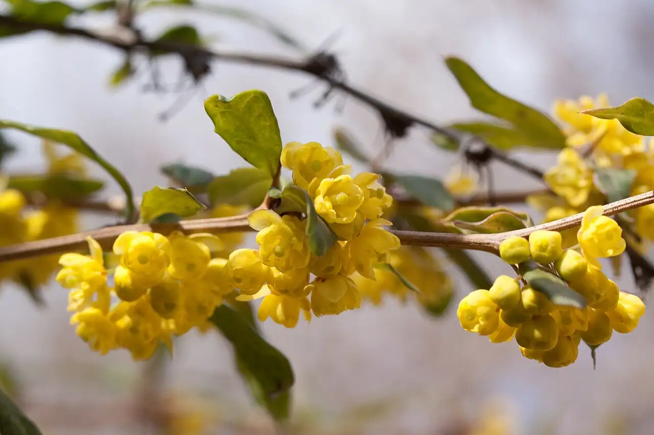 豪猪刺 (Berberis julianae) — 更多视角