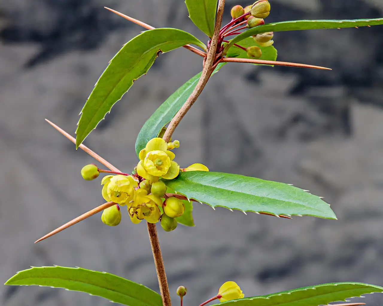 豪猪刺 (Berberis julianae) — 更多视角