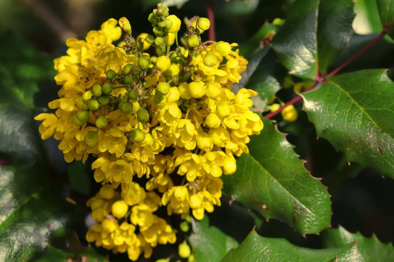 豪猪刺 (Berberis julianae) — 主图