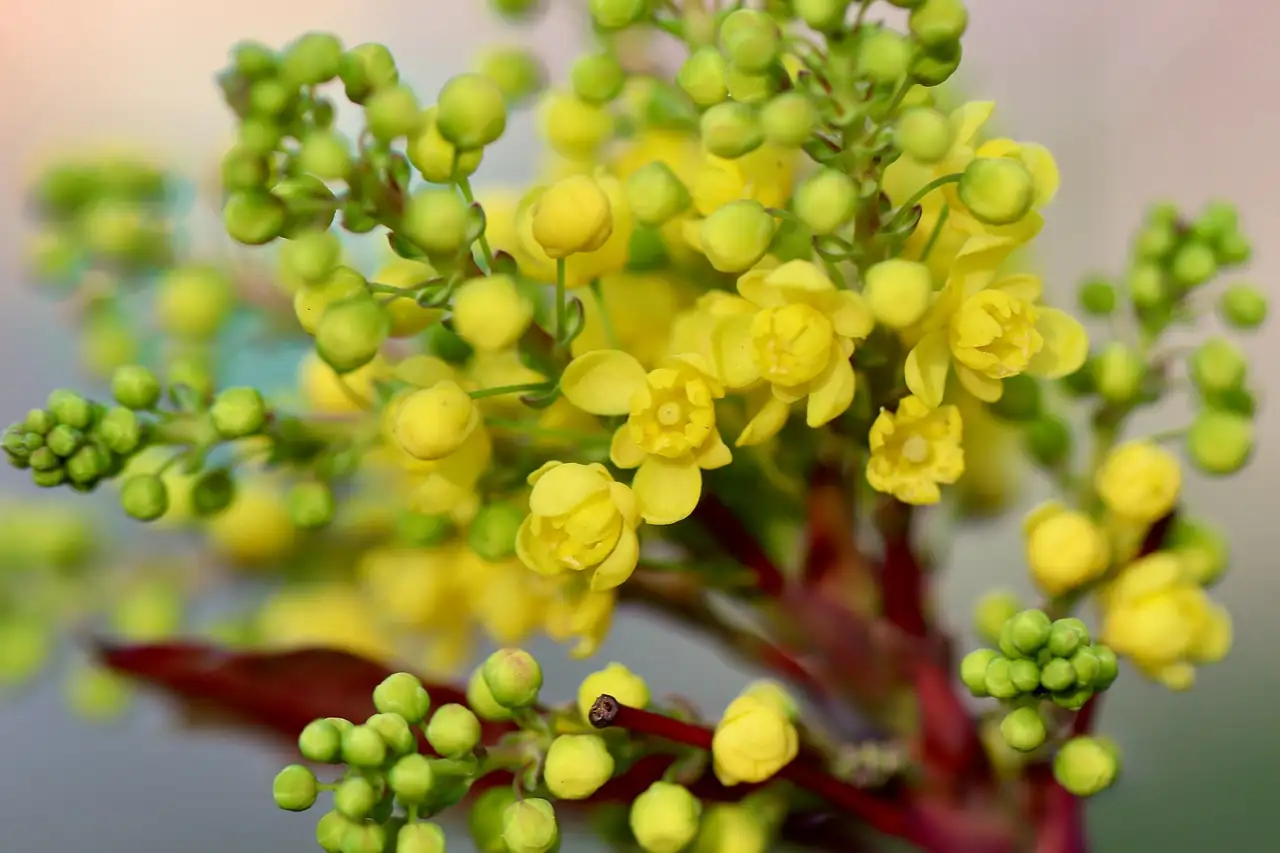 豪猪刺 (Berberis julianae) — 细节
