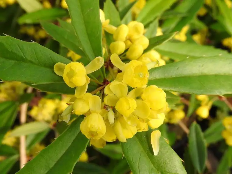 豪猪刺 (Berberis julianae) — 特写