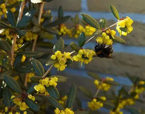 豪猪刺 (Berberis julianae) — 环境展示