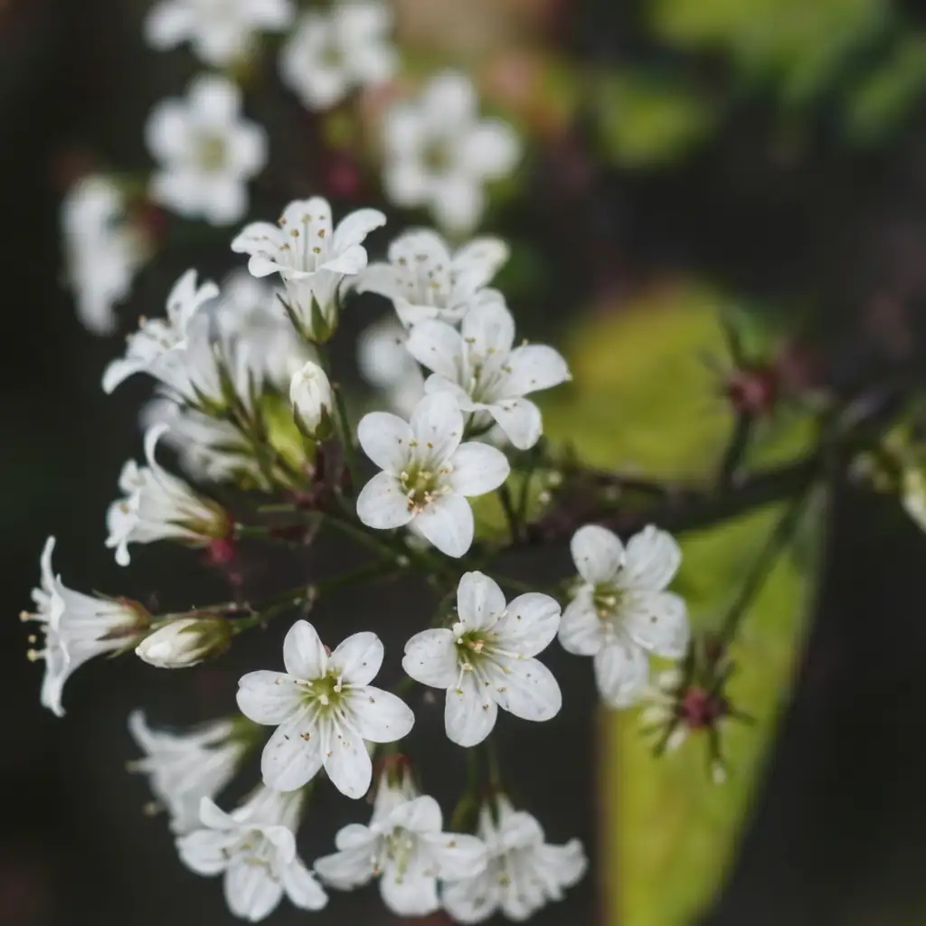 泽珍珠菜 (Lysimachia candida) — 主图