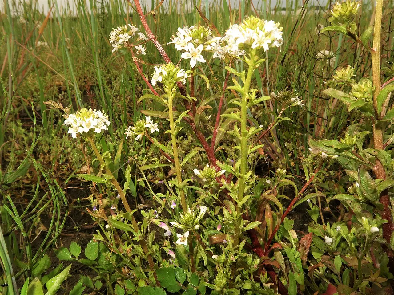 泽珍珠菜 (Lysimachia candida) — 特写