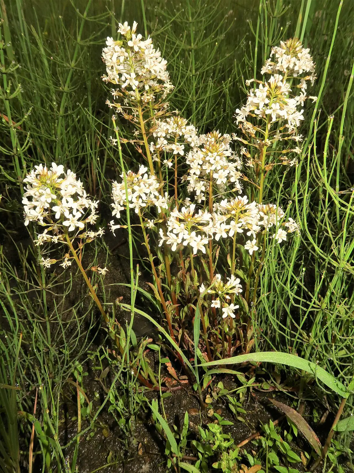 泽珍珠菜 (Lysimachia candida) — 环境展示