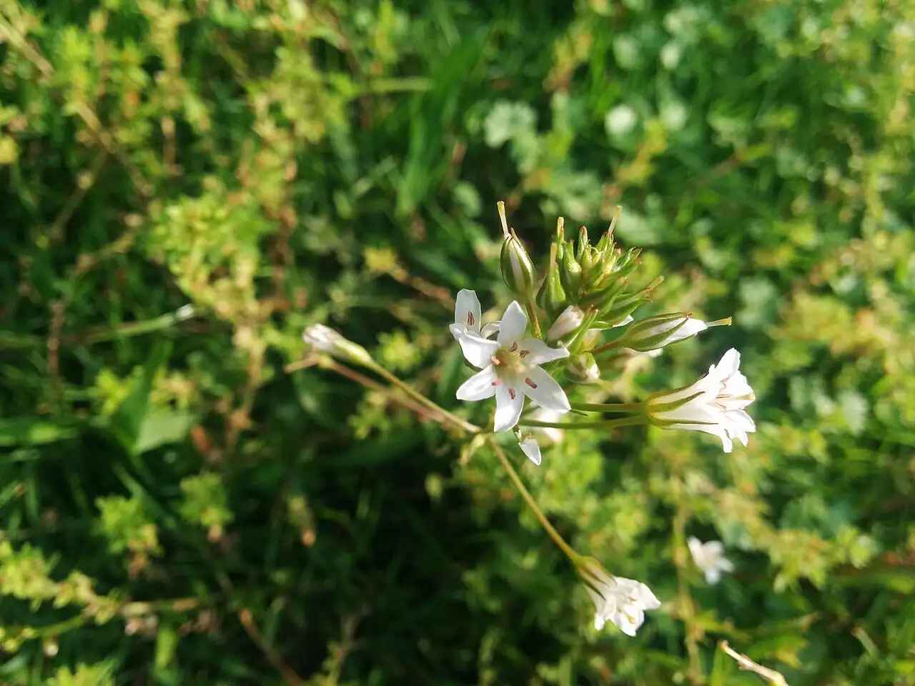 泽珍珠菜 (Lysimachia candida) — 更多视角