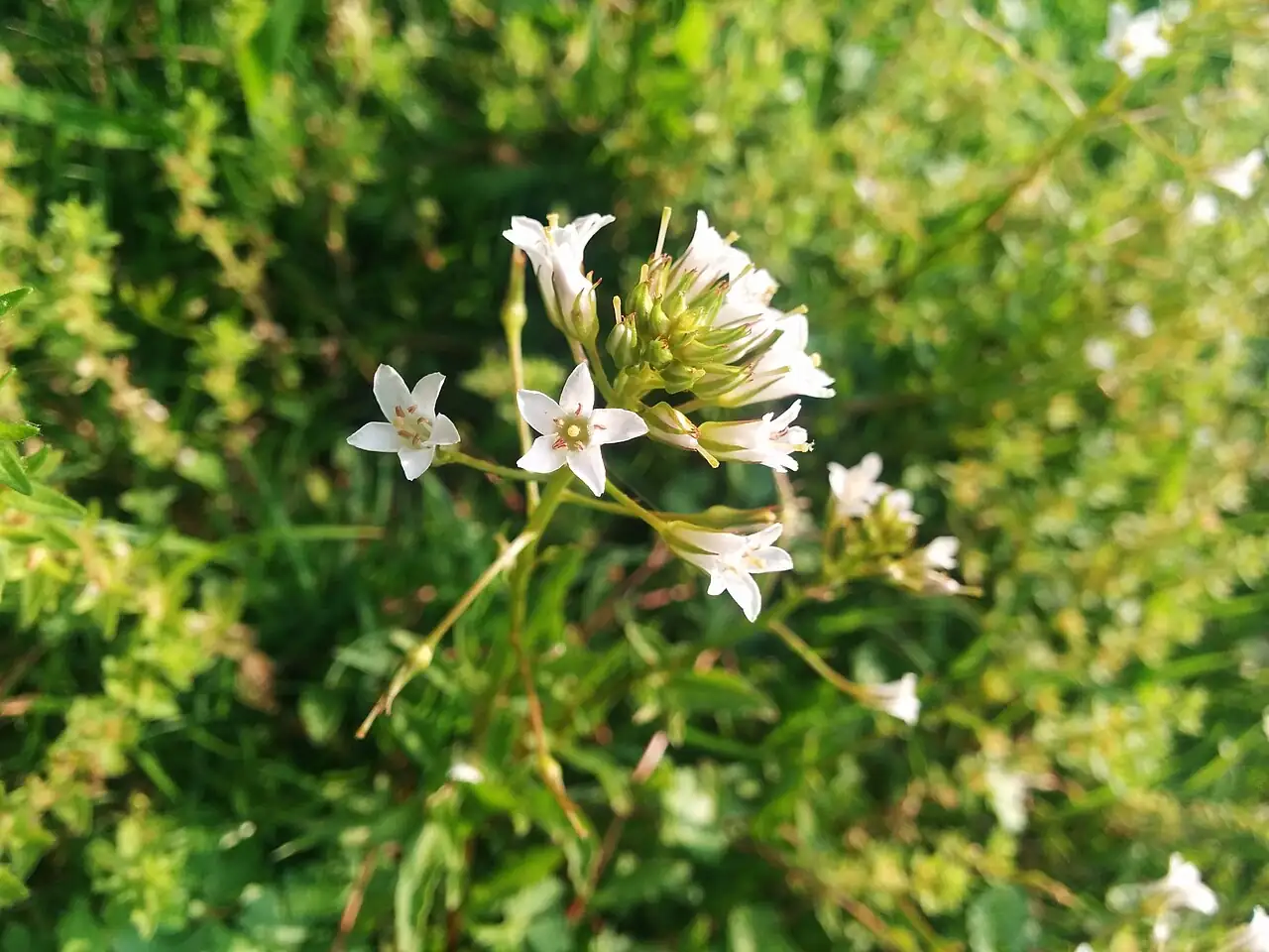 泽珍珠菜 (Lysimachia candida) — 更多视角