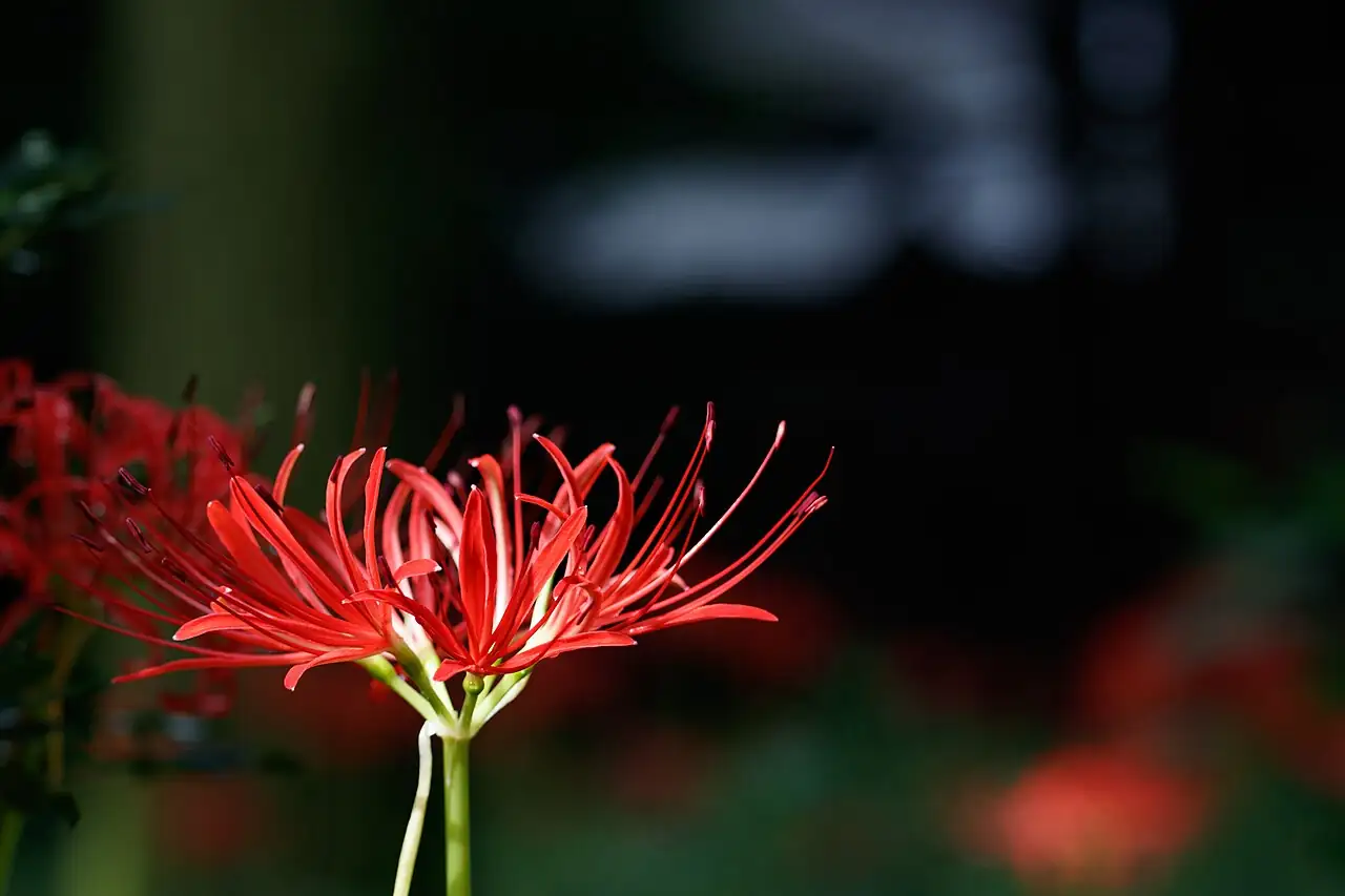石蒜 (Lycoris radiata) — 特写