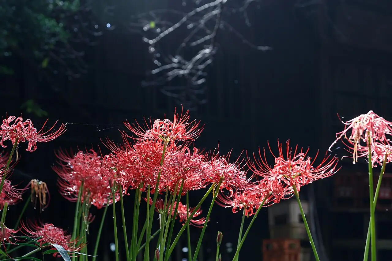 石蒜 (Lycoris radiata) — 环境展示