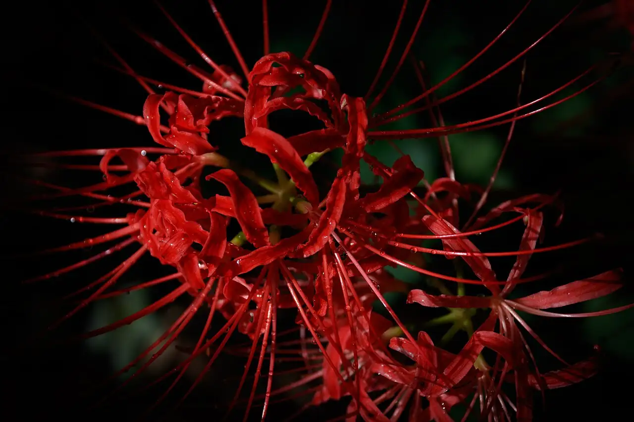石蒜 (Lycoris radiata) — 更多视角