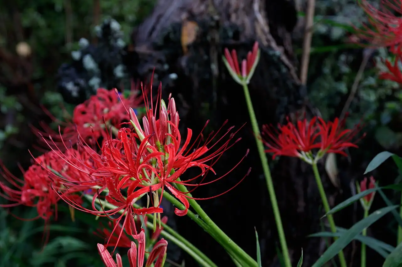 石蒜 (Lycoris radiata) — 更多视角