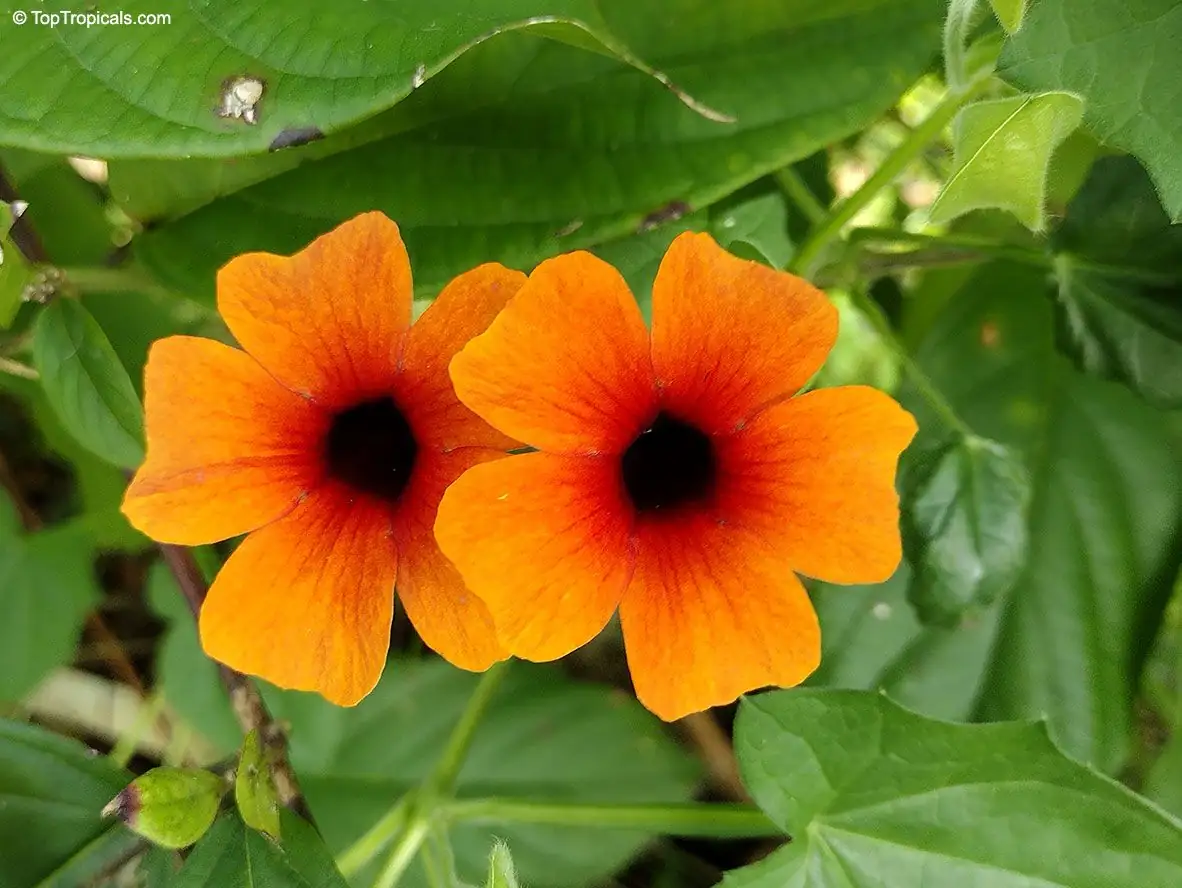 黑眼苏珊藤 (Thunbergia alata) — 主图