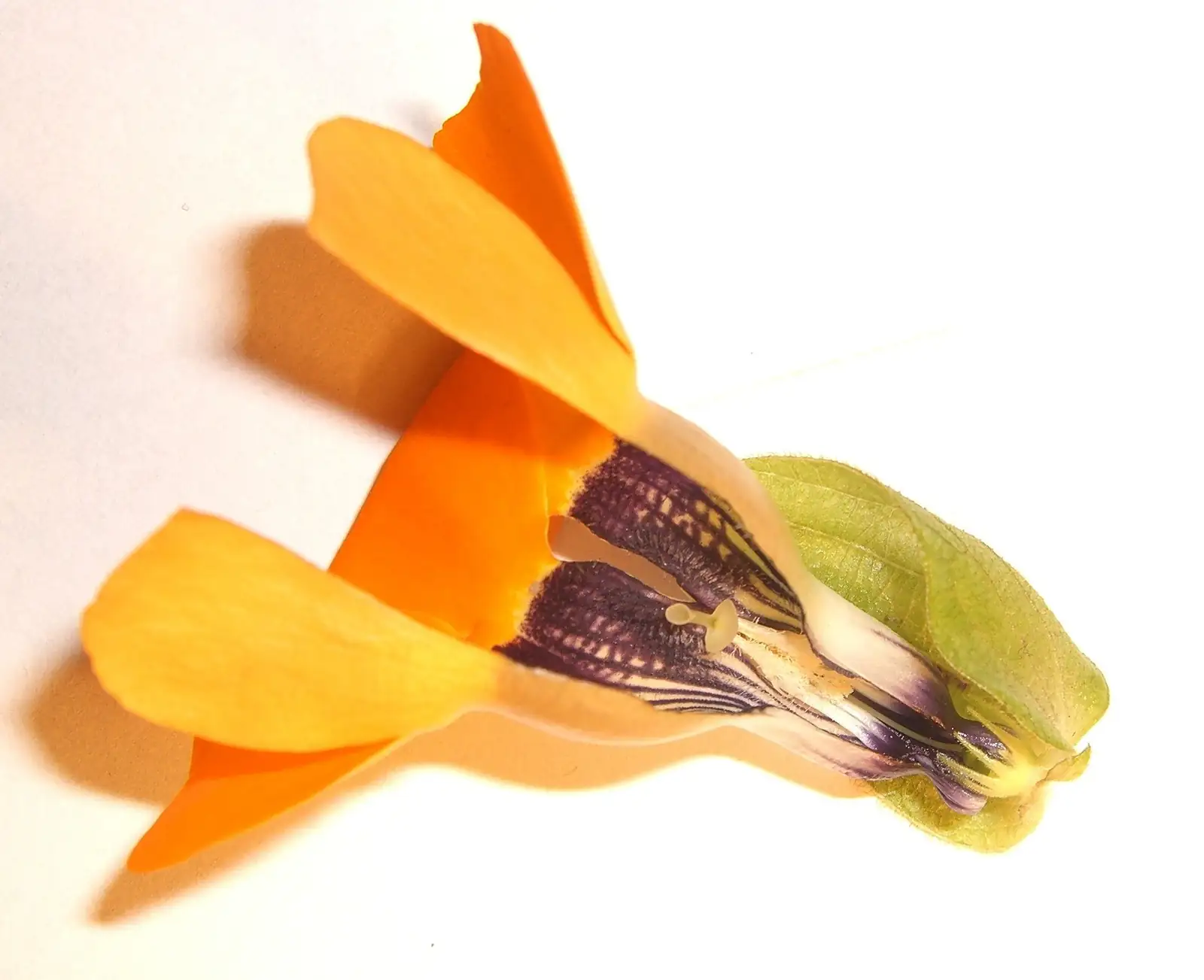 黑眼苏珊藤 (Thunbergia alata) — 更多视角