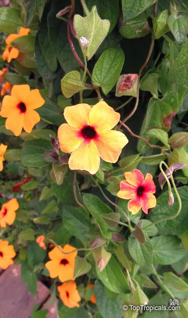 黑眼苏珊藤 (Thunbergia alata) — 更多视角