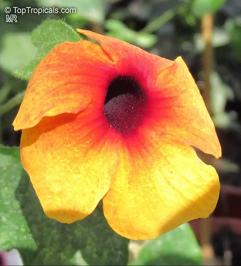 黑眼苏珊藤 (Thunbergia alata) — 细节