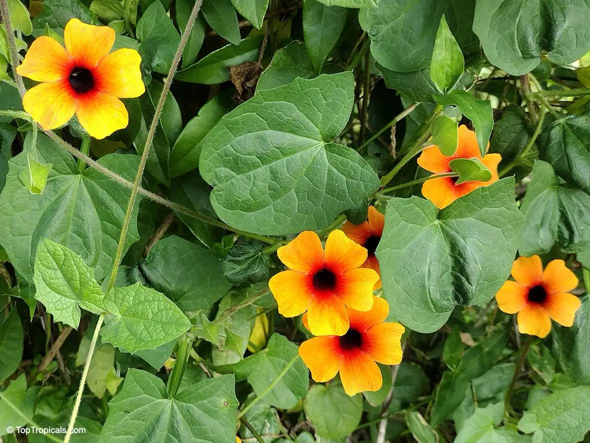 黑眼苏珊藤 (Thunbergia alata) — 特写
