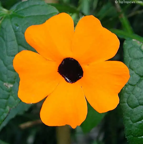 黑眼苏珊藤 (Thunbergia alata) — 环境展示