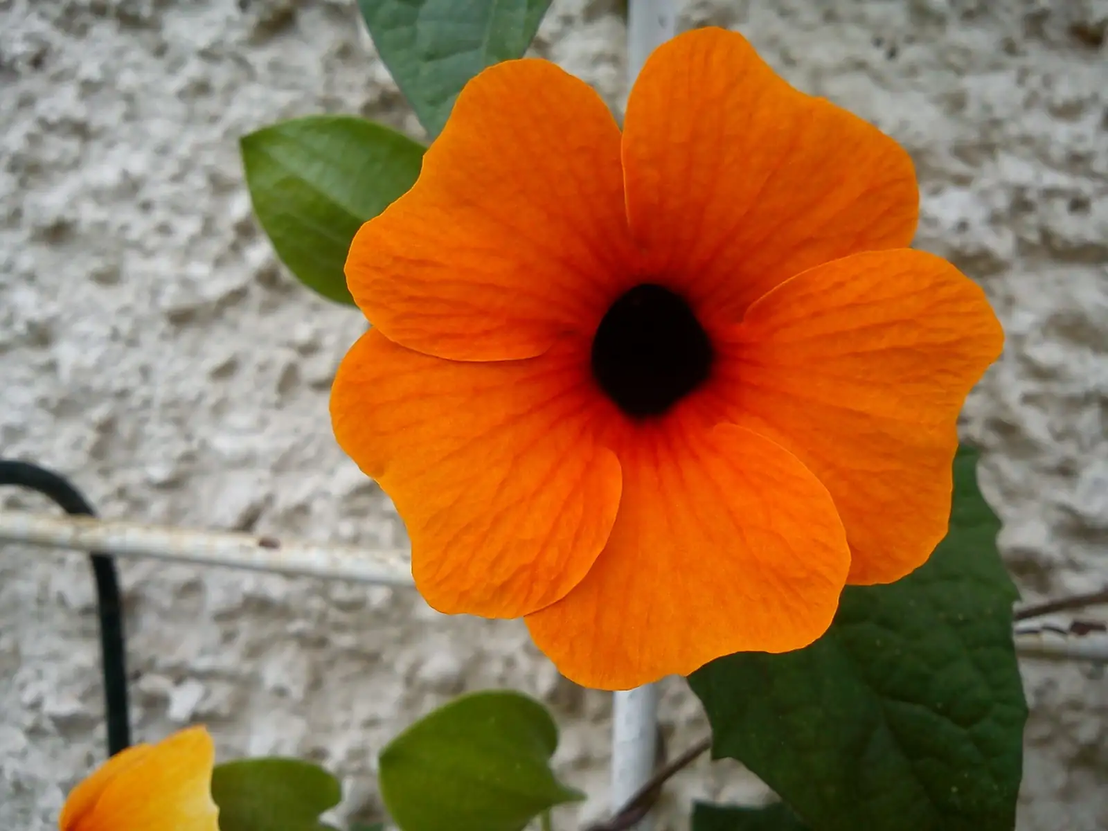 黑眼苏珊藤 (Thunbergia alata) — 更多视角