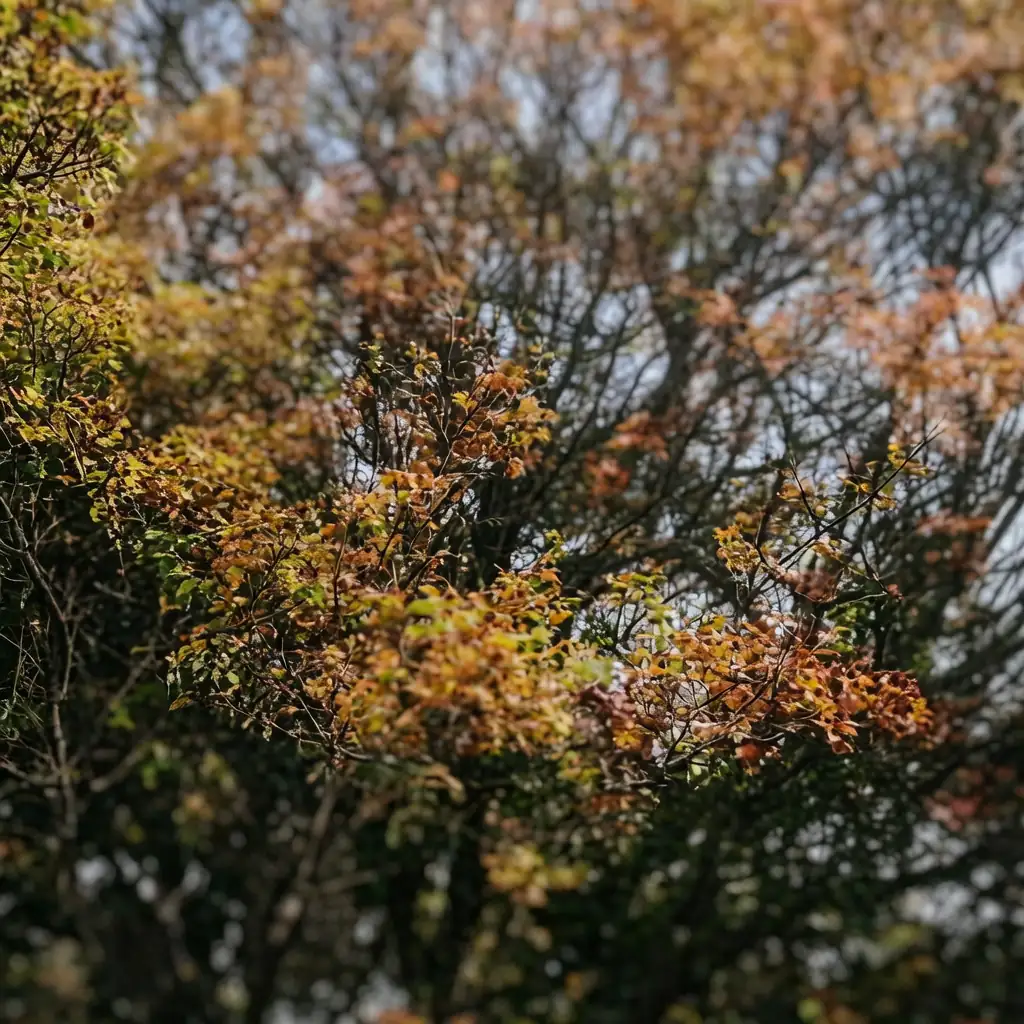 黄连木 (Pistacia chinensis) — 主图