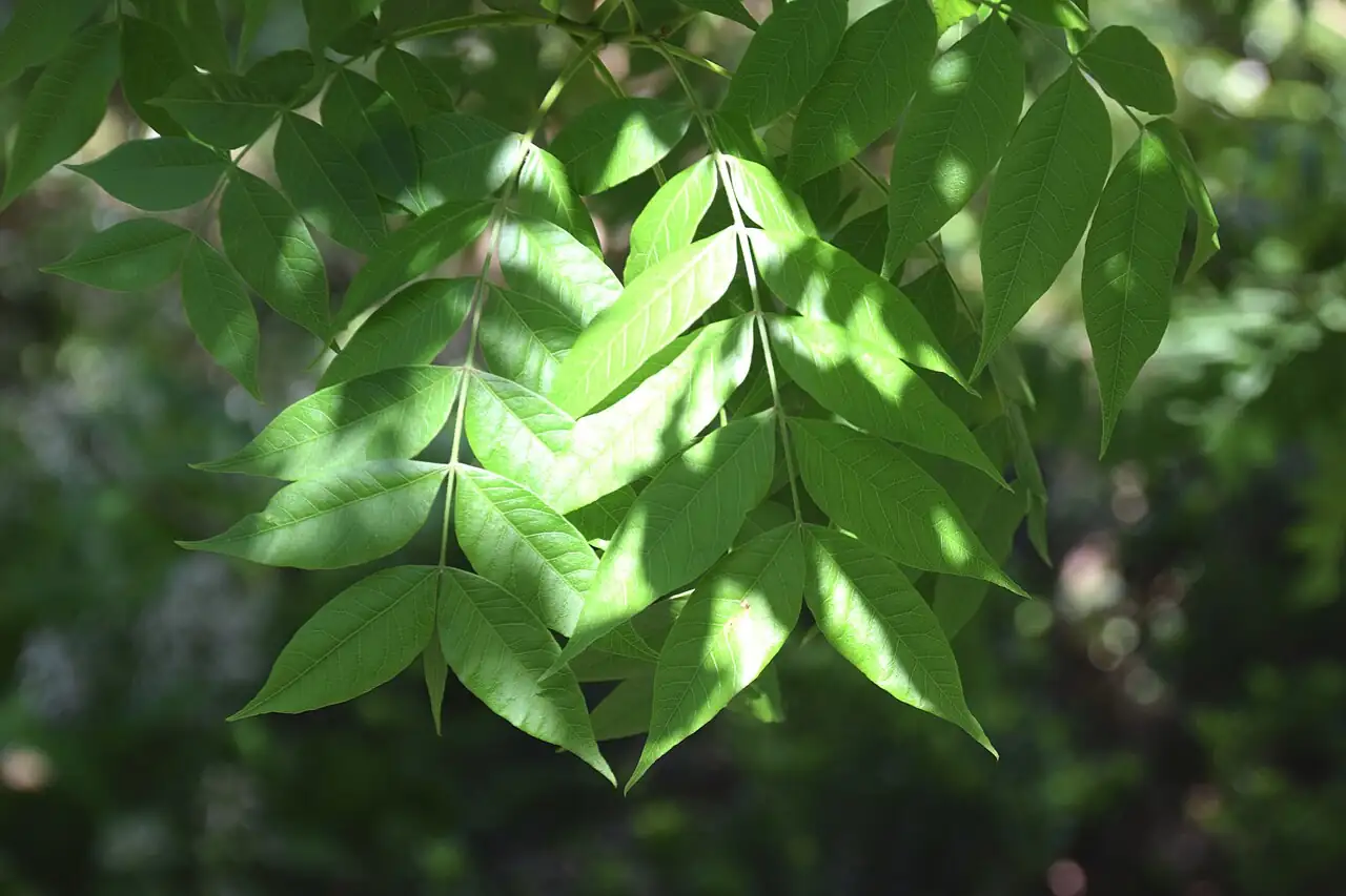 黄连木 (Pistacia chinensis) — 环境展示
