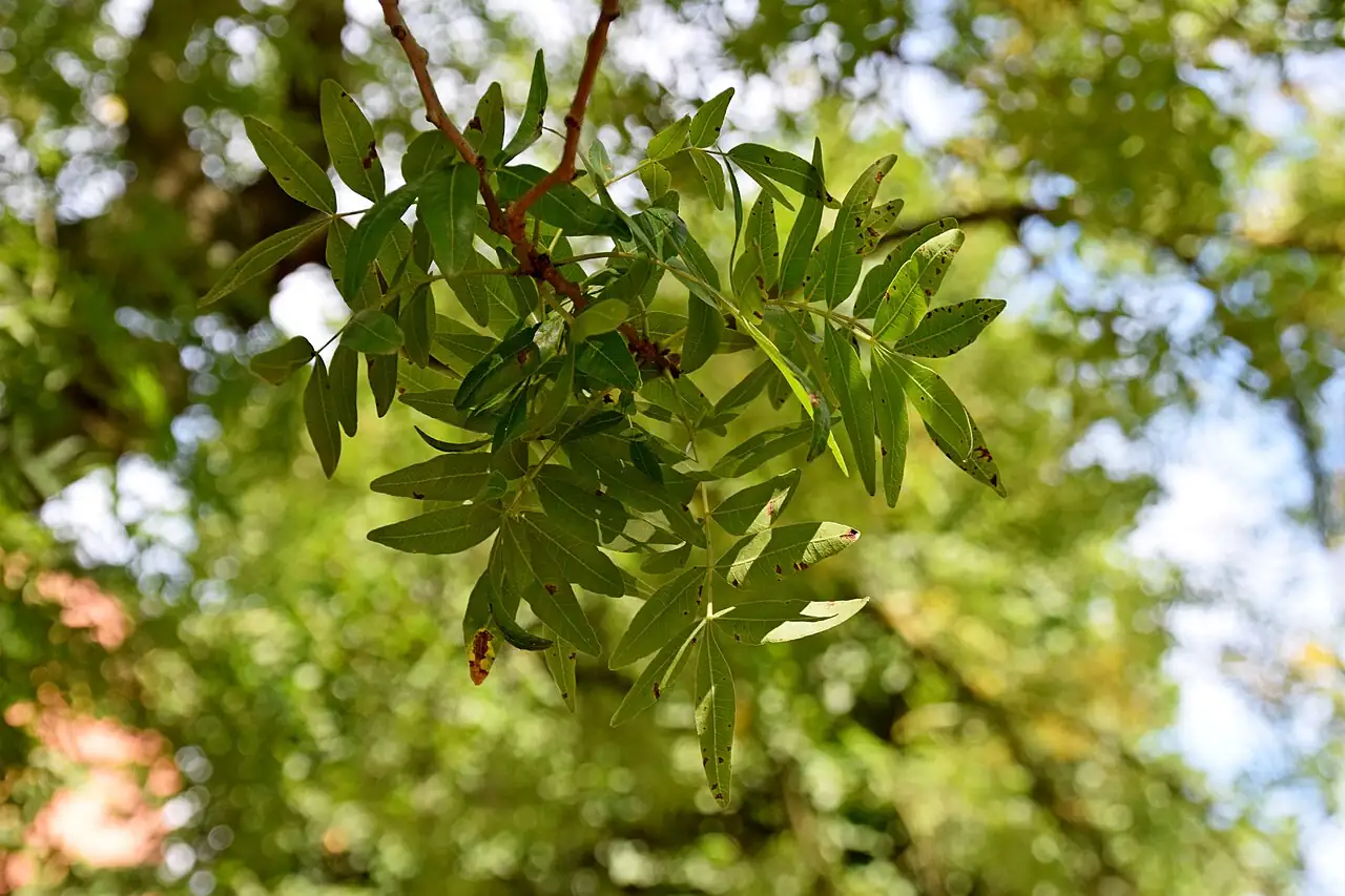 黄连木 (Pistacia chinensis) — 特写