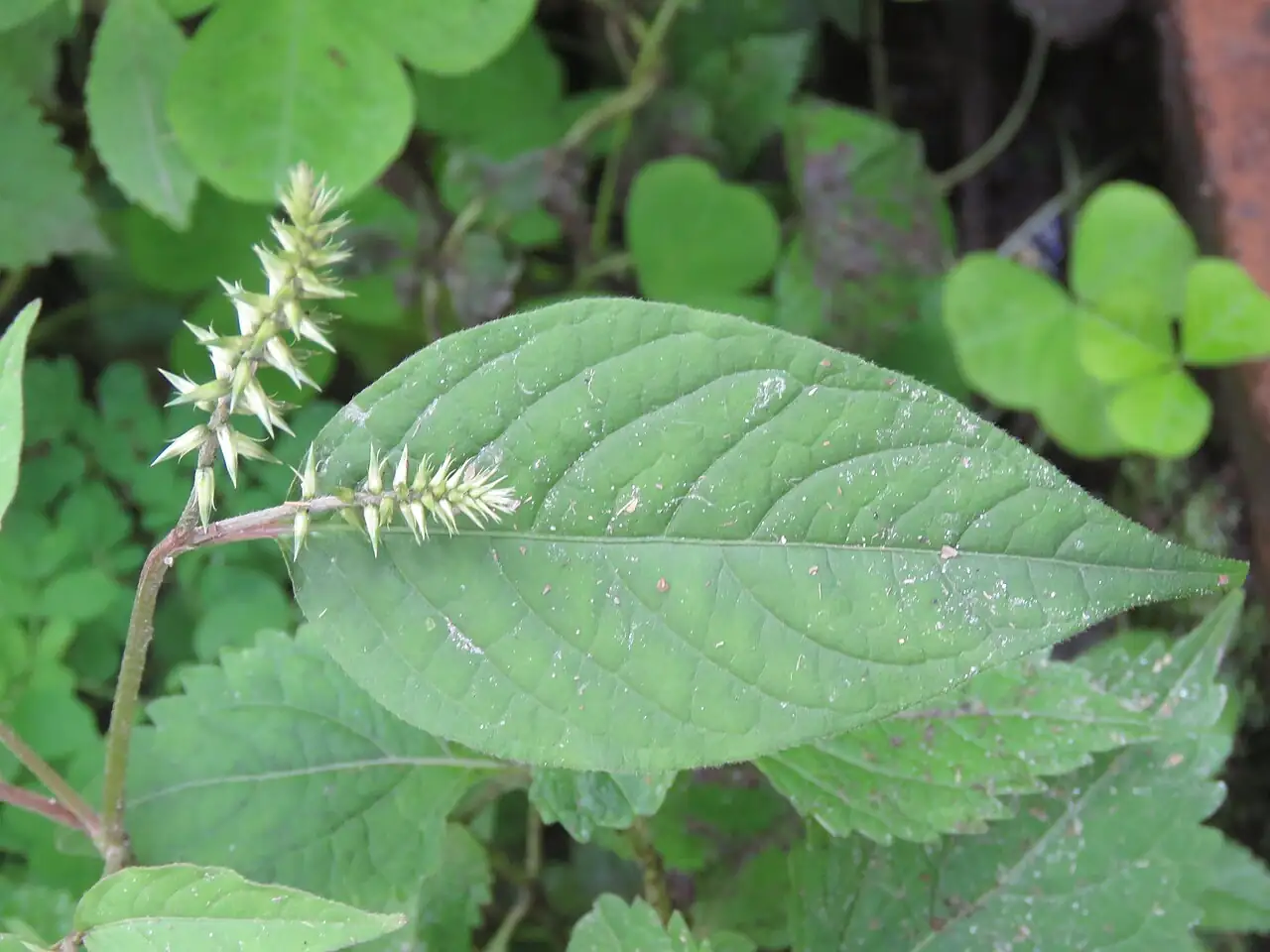 牛膝 (Achyranthes bidentata) — 主图