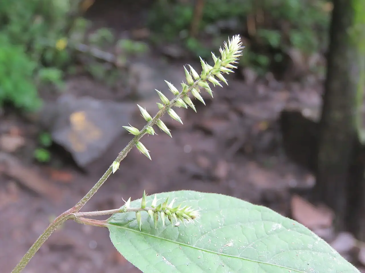 牛膝 (Achyranthes bidentata) — 细节
