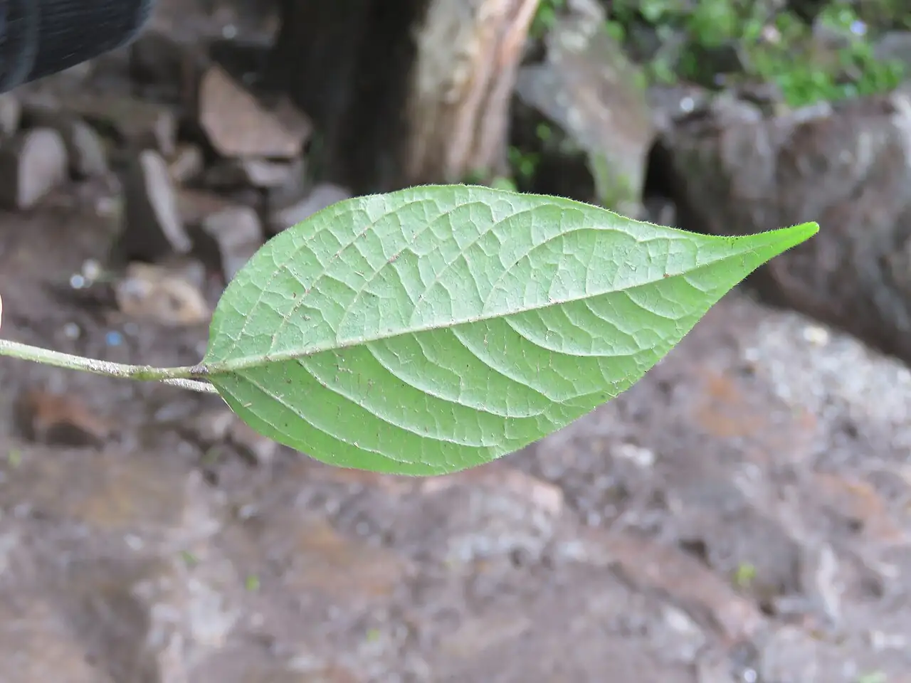 牛膝 (Achyranthes bidentata) — 特写