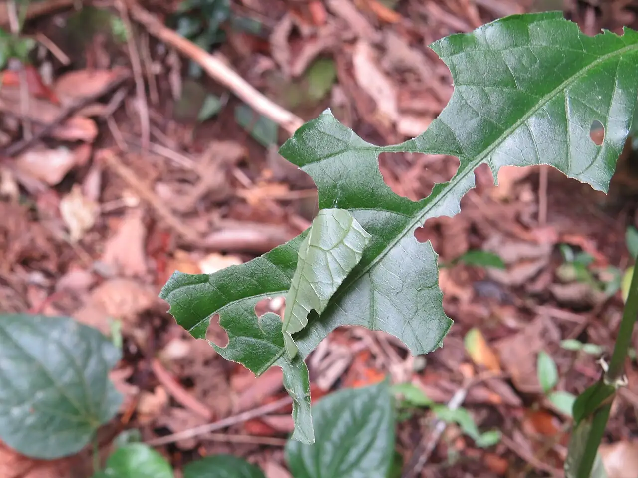 牛膝 (Achyranthes bidentata) — 环境展示