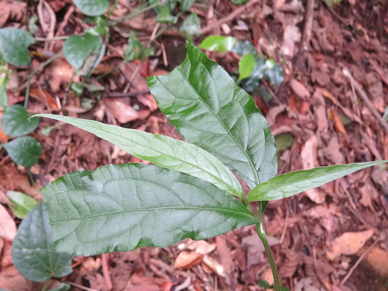 牛膝 (Achyranthes bidentata) — 更多视角