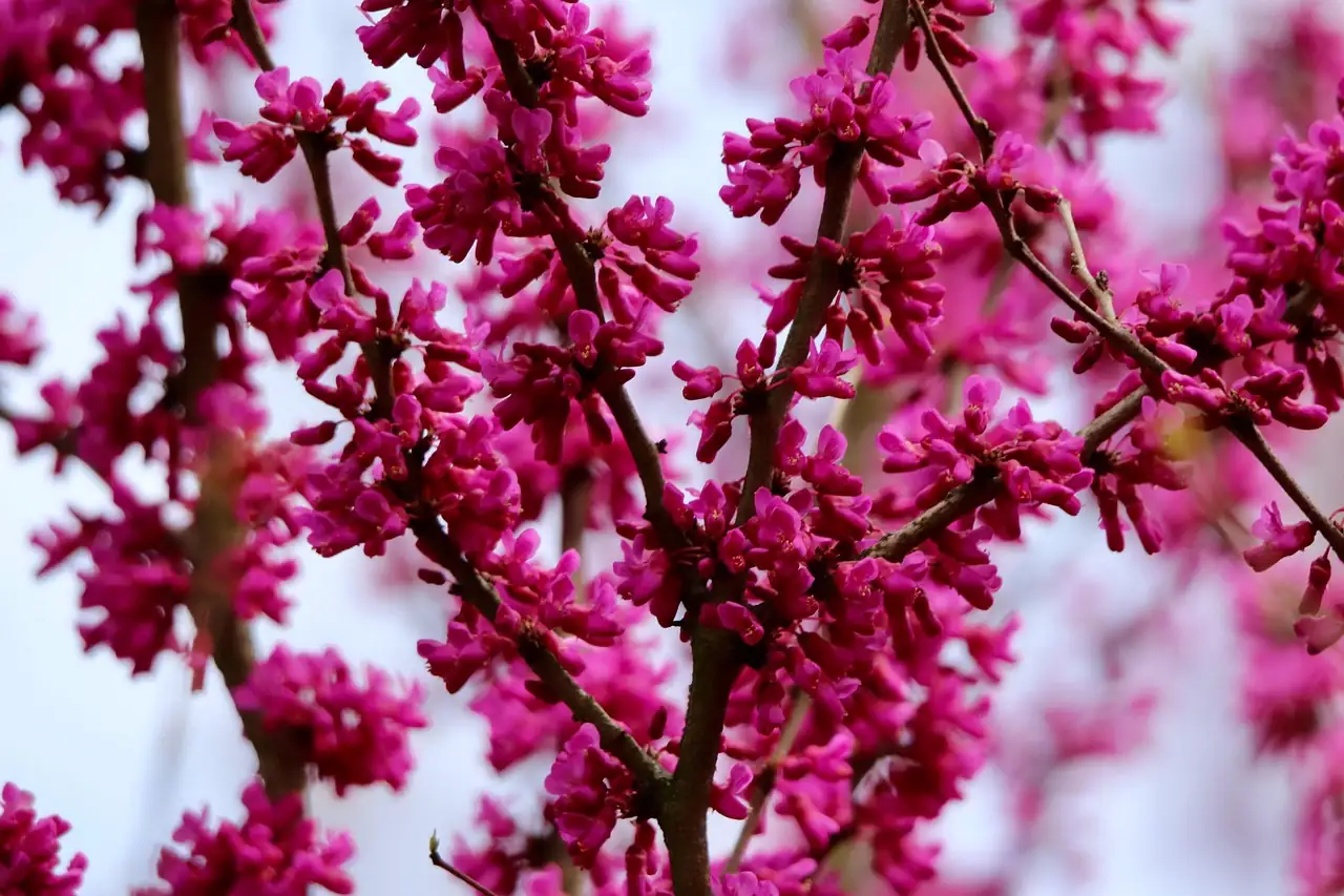 垂丝紫荆 (Cercis racemosa) — 细节