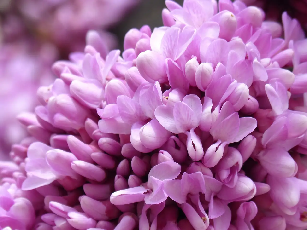 垂丝紫荆 (Cercis racemosa) — 主图