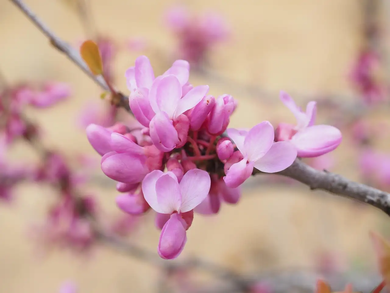 垂丝紫荆 (Cercis racemosa) — 更多视角