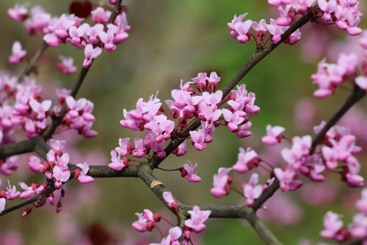 垂丝紫荆 (Cercis racemosa) — 更多视角