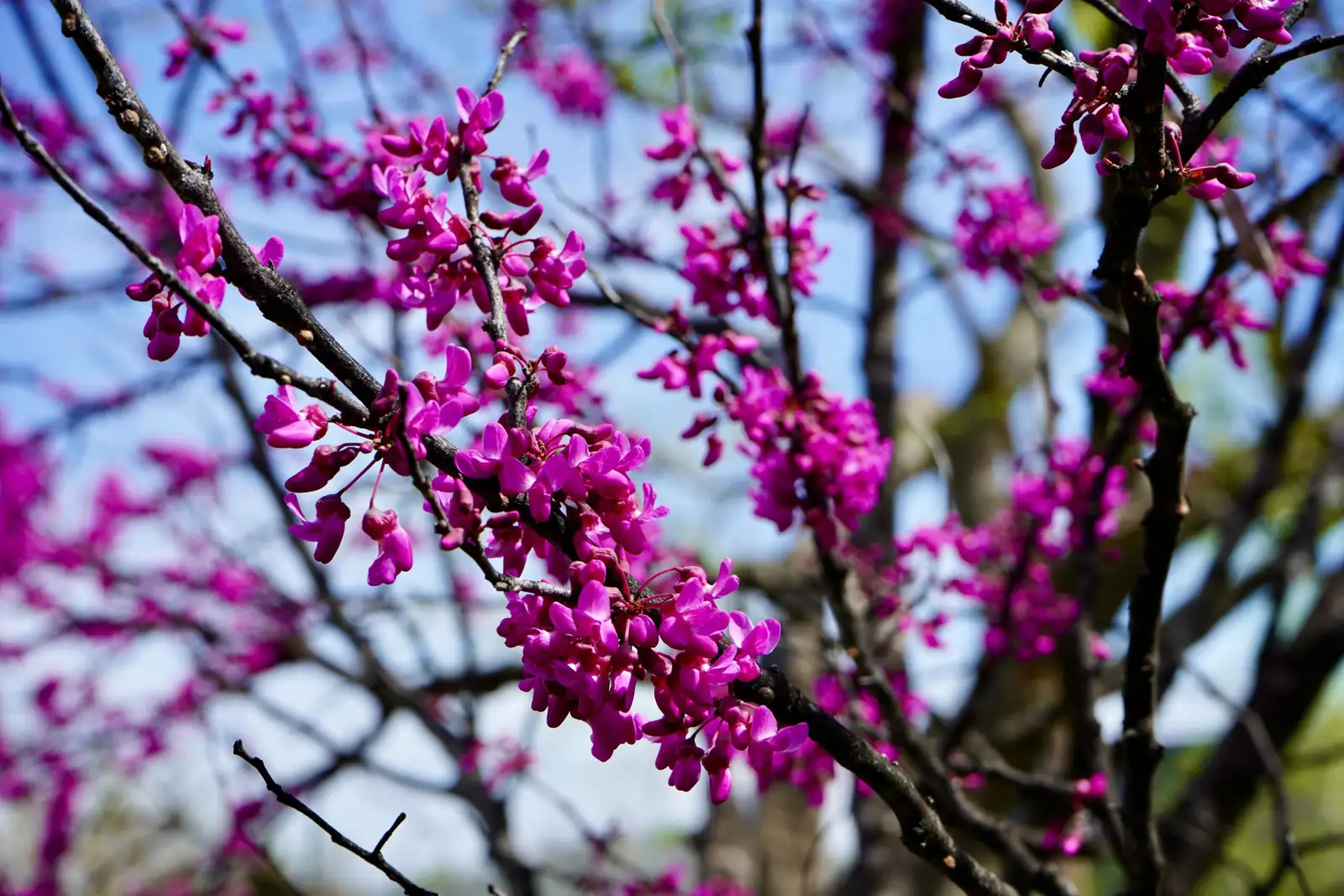垂丝紫荆 (Cercis racemosa) — 更多视角