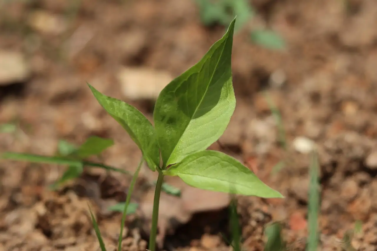 半夏 (Pinellia ternata) — 更多视角