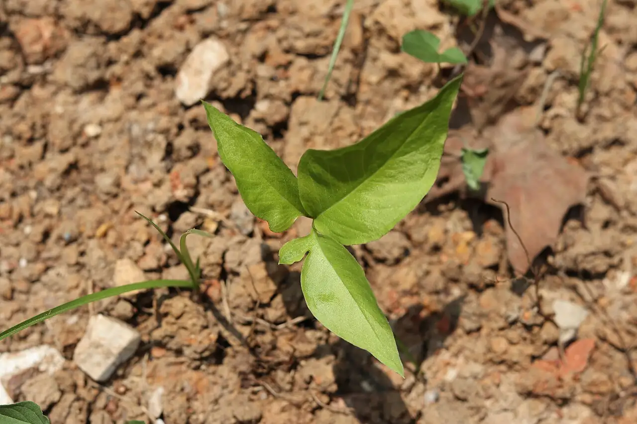 半夏 (Pinellia ternata) — 更多视角