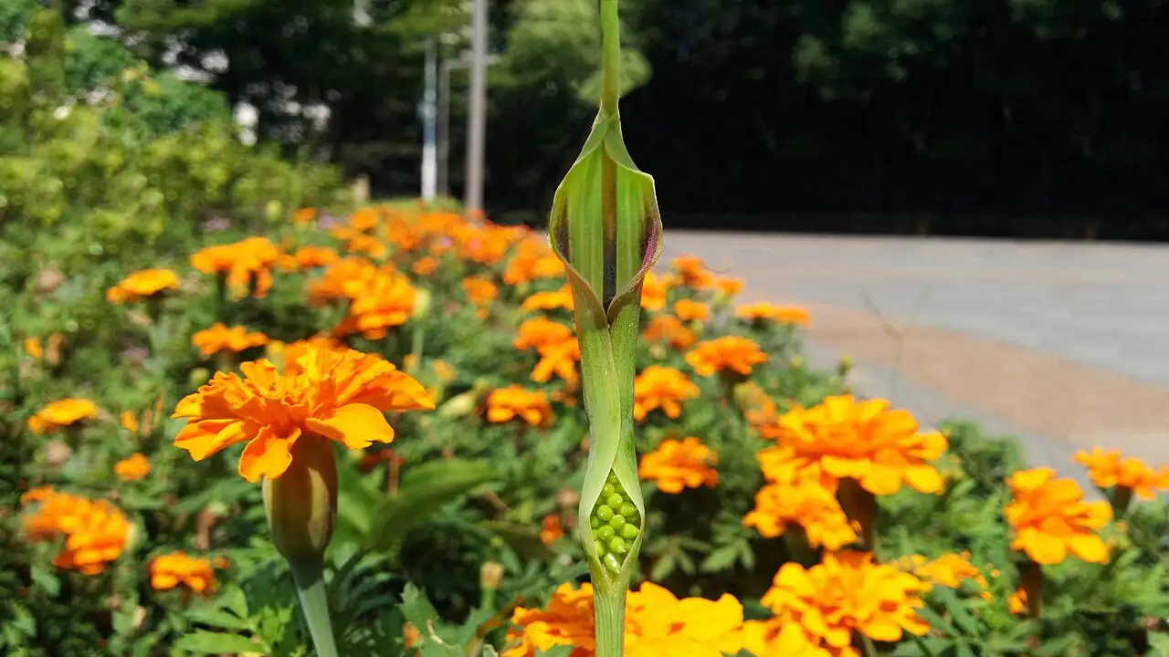 半夏 (Pinellia ternata) — 主图