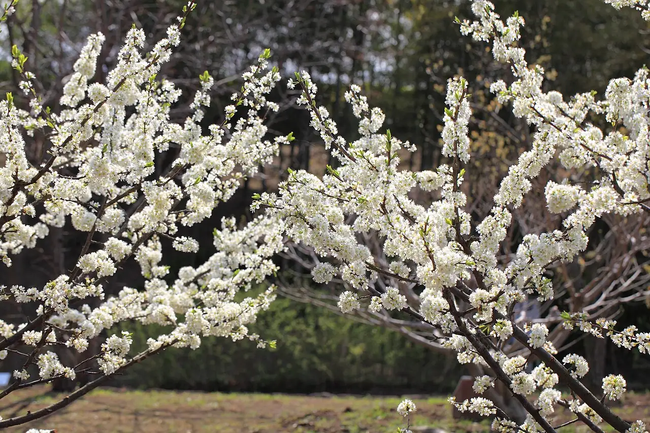 李 (Prunus salicina) — 主图