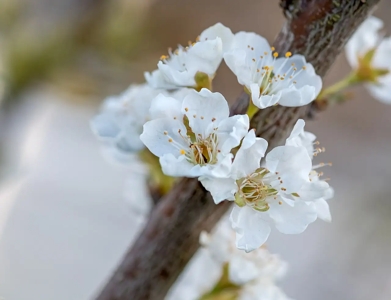 李 (Prunus salicina) — 更多视角