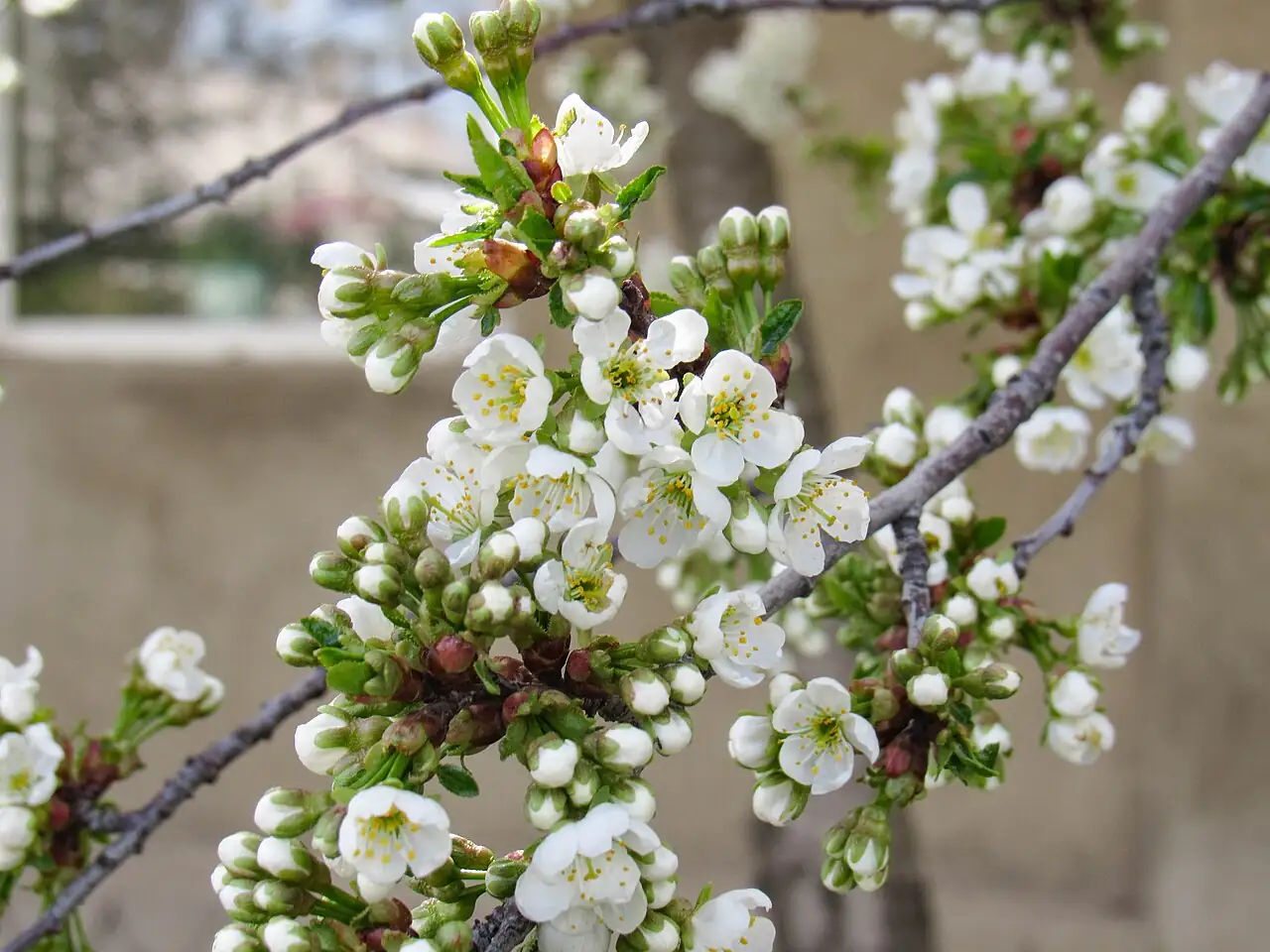 李 (Prunus salicina) — 更多视角