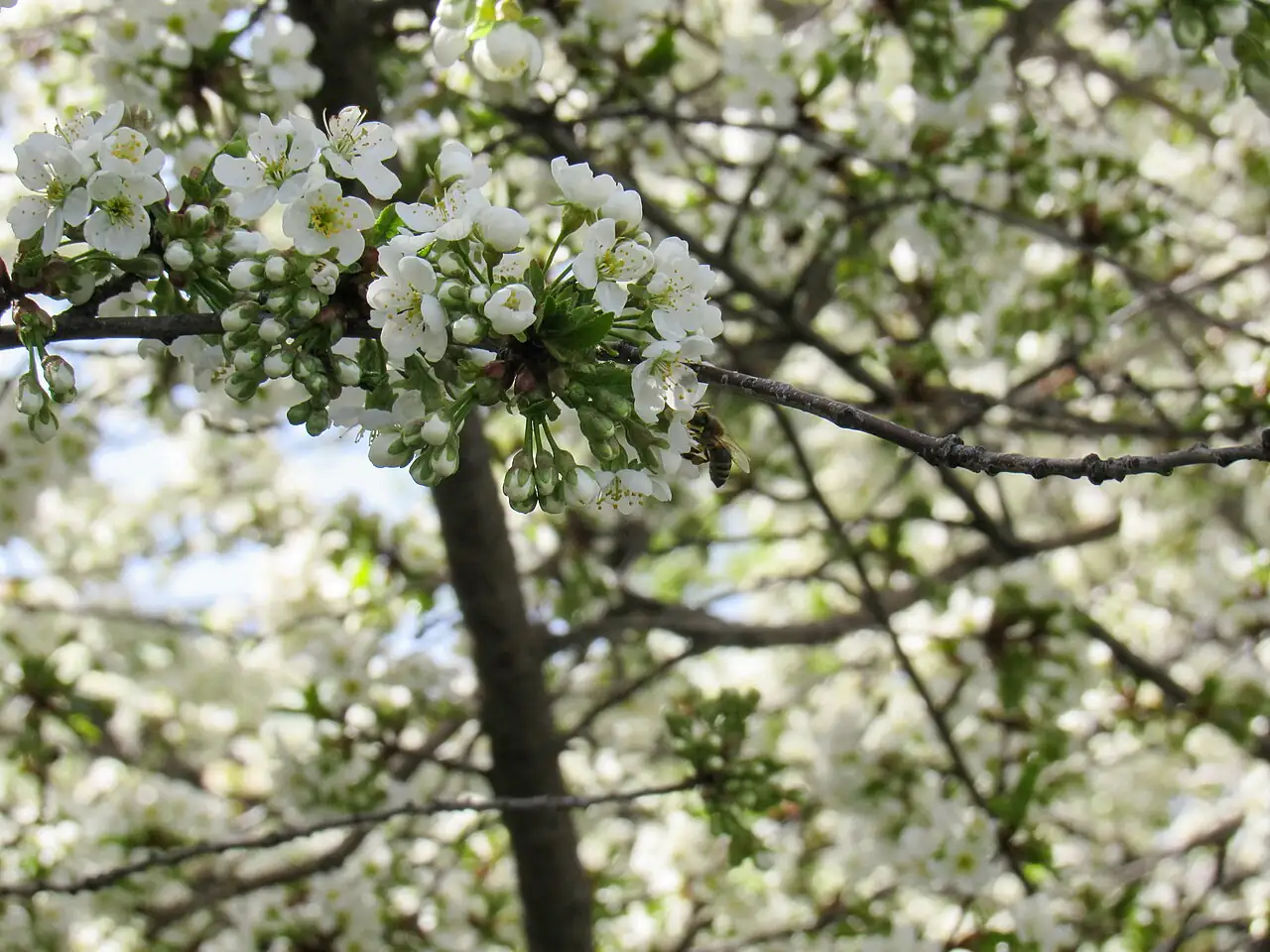 李 (Prunus salicina) — 更多视角