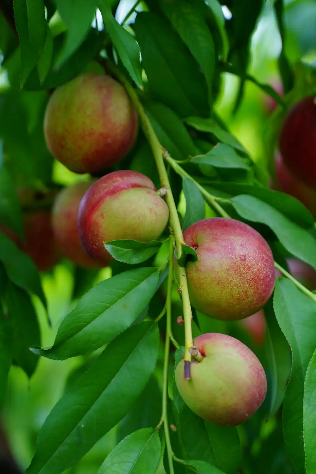 李 (Prunus salicina) — 特写