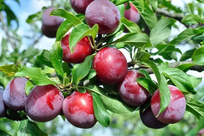 李 (Prunus salicina) — 环境展示