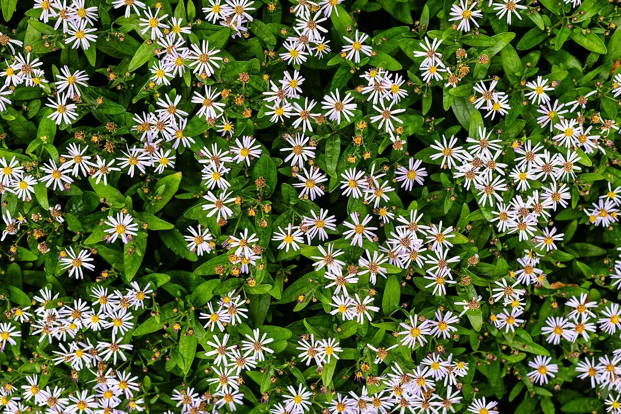 三脉紫菀 (Aster ageratoides) — 特写
